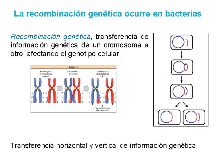 La recombinación genética ocurre en bacterias Recombinación genética, transferencia de información genética de un