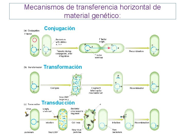 Mecanismos de transferencia horizontal de material genético: Conjugación Transformación Transducción 