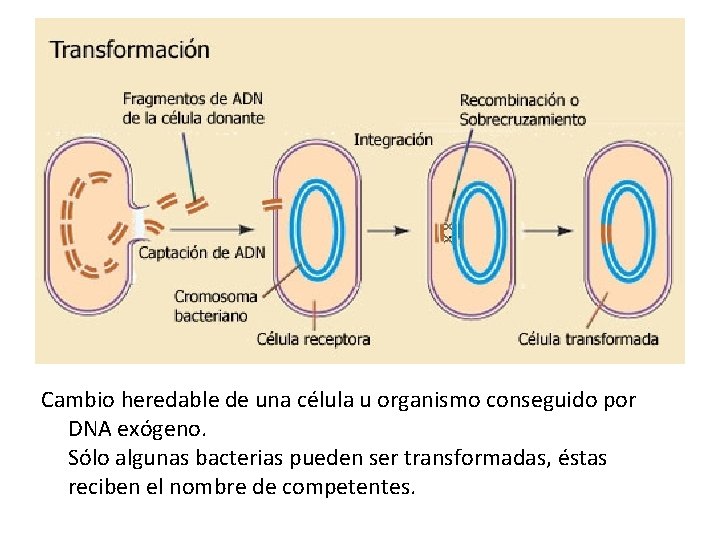 Cambio heredable de una célula u organismo conseguido por DNA exógeno. Sólo algunas bacterias