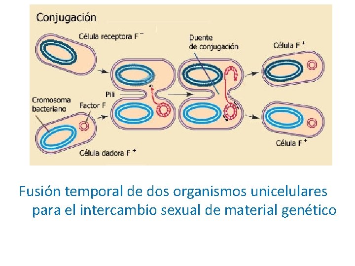 Fusión temporal de dos organismos unicelulares para el intercambio sexual de material genético 