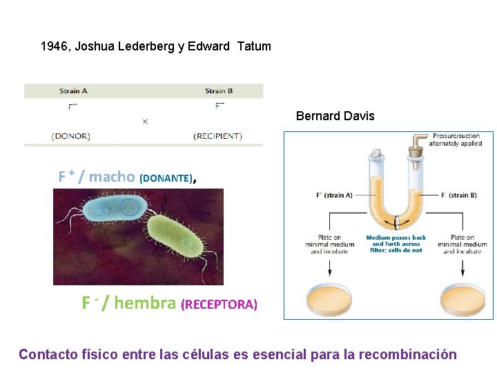 1946, Joshua Lederberg y Edward Tatum Bernard Davis F + / macho (DONANTE), F