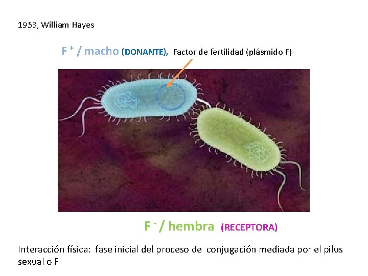 1953, William Hayes F + / macho (DONANTE), Factor de fertilidad (plásmido F) F