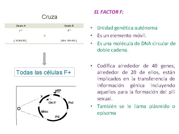 Cruza EL FACTOR F: • Unidad genética autónoma • Es un elemento móvil. •
