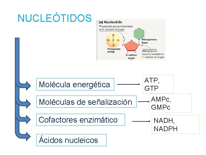 NUCLEÓTIDOS Molécula energética Moléculas de señalización Cofactores enzimático Ácidos nucleicos ATP, GTP AMPc, GMPc