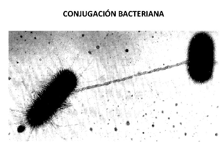 CONJUGACIÓN BACTERIANA 