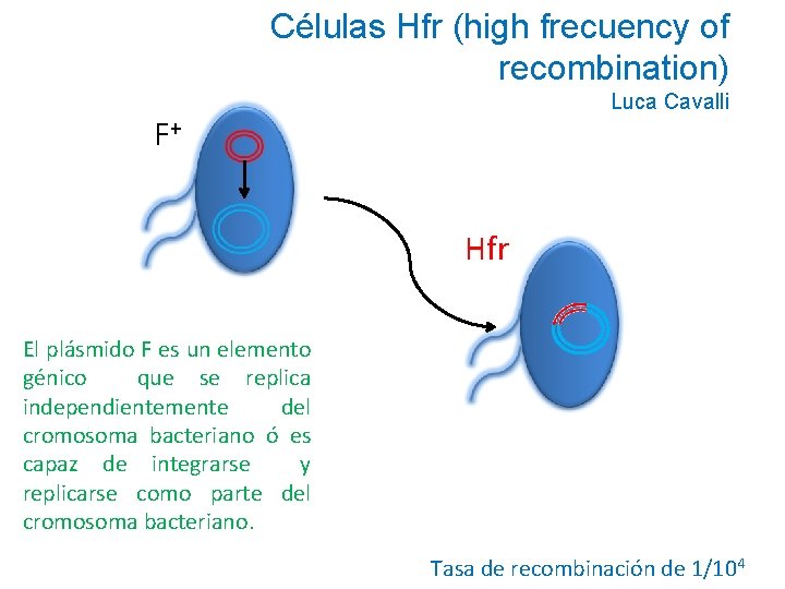 Células Hfr (high frecuency of recombination) Luca Cavalli F+ Hfr El plásmido F es