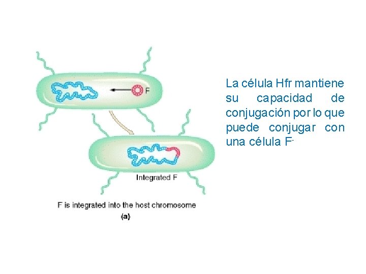 La célula Hfr mantiene su capacidad de conjugación por lo que puede conjugar con