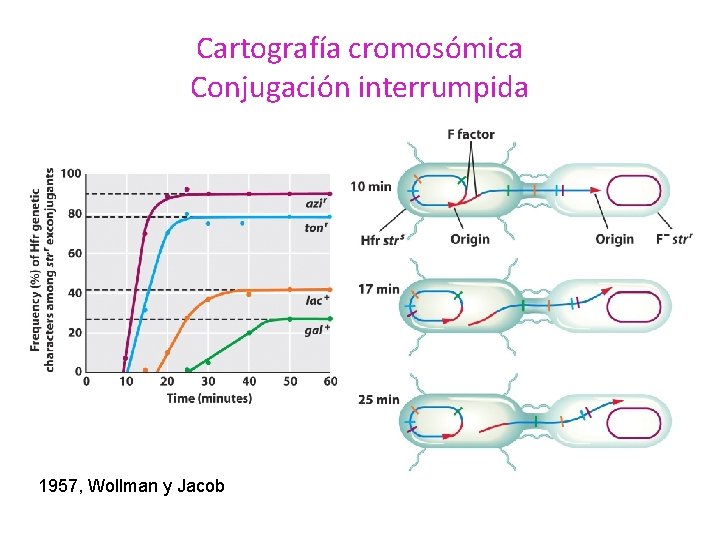 Cartografía cromosómica Conjugación interrumpida 1957, Wollman y Jacob 