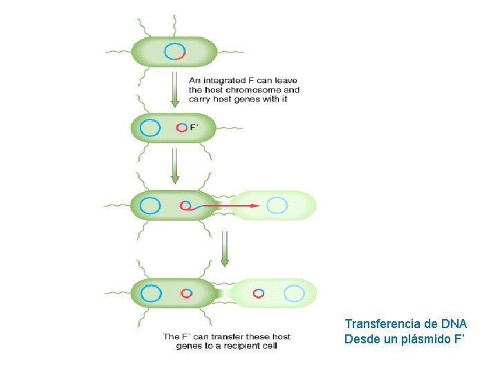 Transferencia de DNA Desde un plásmido F’ 