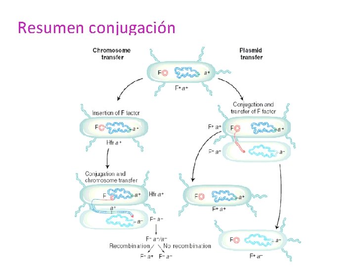 Resumen conjugación 