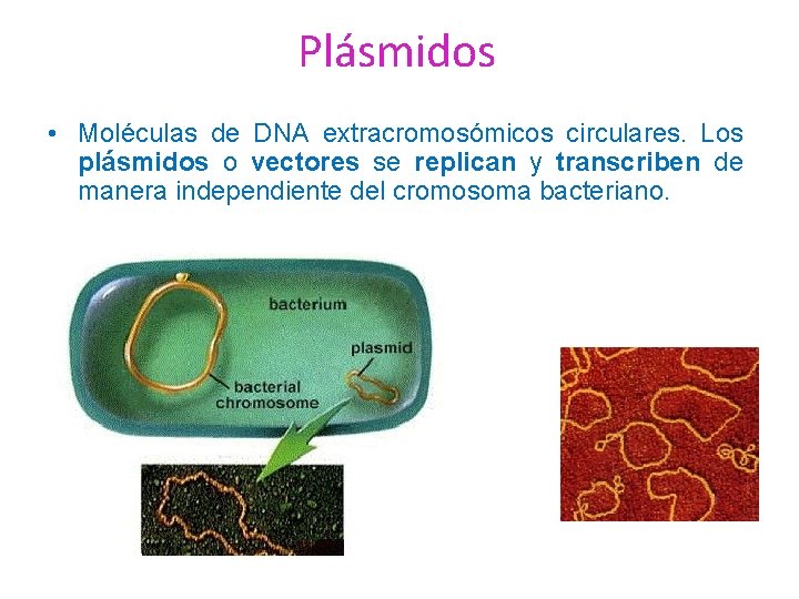 Plásmidos • Moléculas de DNA extracromosómicos circulares. Los plásmidos o vectores se replican y