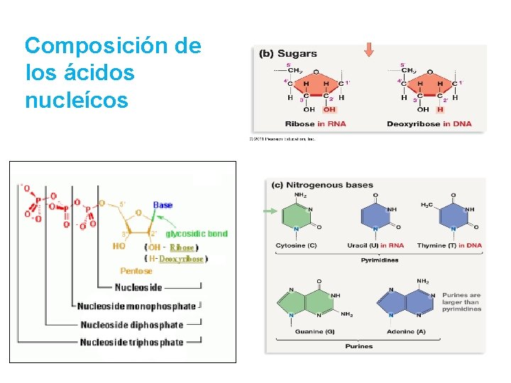 Composición de los ácidos nucleícos 