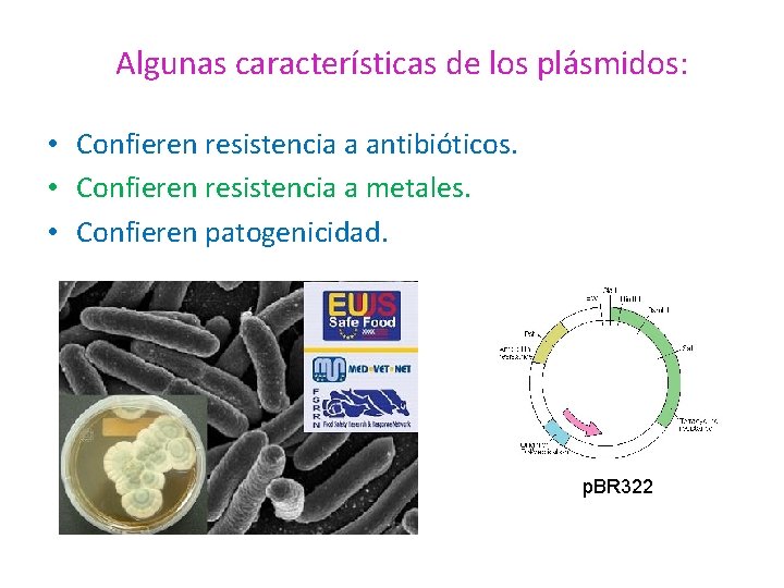 Algunas características de los plásmidos: • Confieren resistencia a antibióticos. • Confieren resistencia a