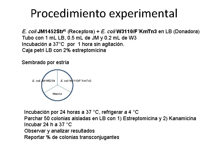 Procedimiento experimental E. coli JM 1452 Str. R (Receptora) + E. coli W 3110/F´Km.