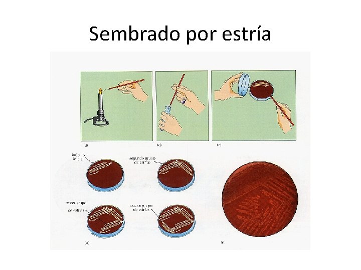 Sembrado por estría 