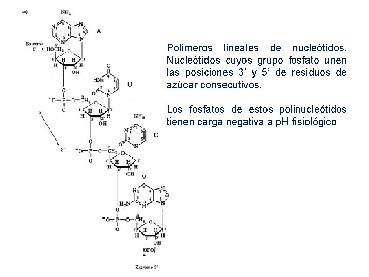 Polímeros lineales de nucleótidos. Nucleótidos cuyos grupo fosfato unen las posiciones 3’ y 5’