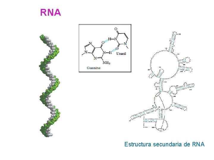 RNA Estructura secundaria de RNA 