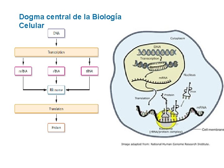 Dogma central de la Biología Celular 