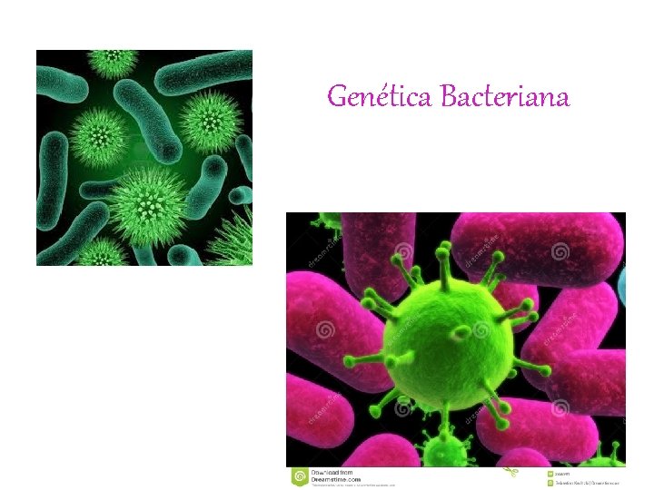 Genética Bacteriana 