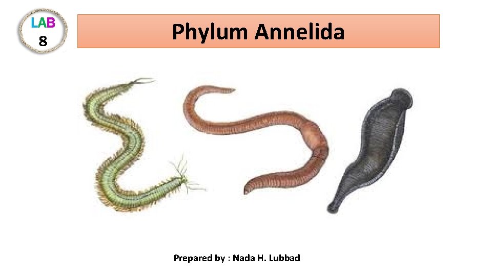 Phylum Annelida Prepared by : Nada H. Lubbad 