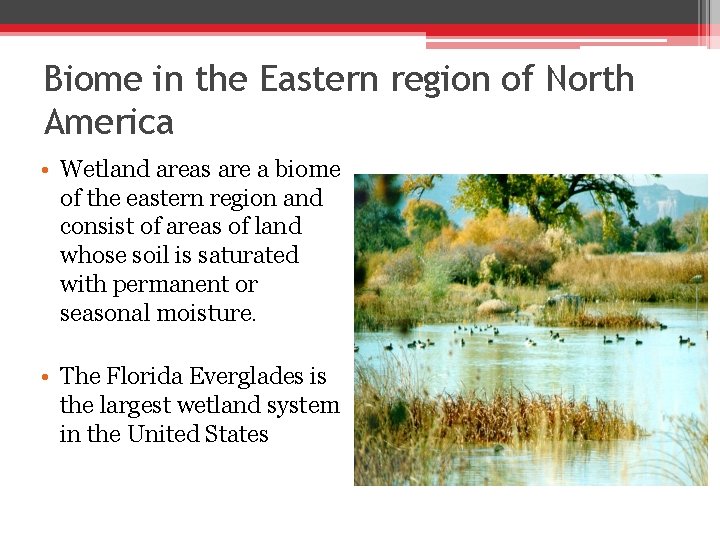 Biome in the Eastern region of North America • Wetland areas are a biome