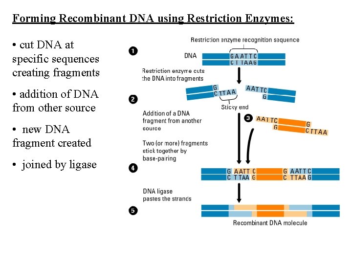 Forming Recombinant DNA using Restriction Enzymes: • cut DNA at specific sequences creating fragments Forming Recombinant DNA using Restriction Enzymes: • cut DNA at specific sequences creating fragments
