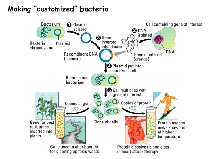 Making “customized” bacteria 