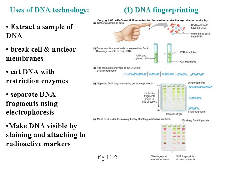 Uses of DNA technology: (1) DNA fingerprinting • Extract a sample of DNA •