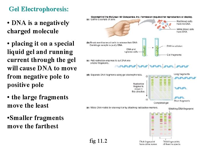 Gel Electrophoresis: • DNA is a negatively charged molecule • placing it on a