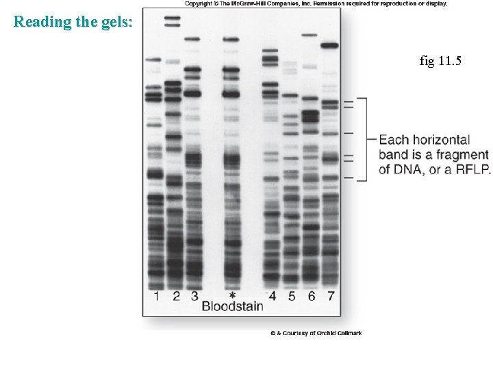 Reading the gels: fig 11. 5 Reading the gels: fig 11. 5