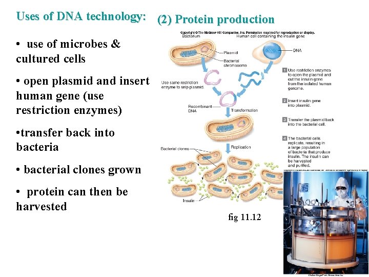 Uses of DNA technology: (2) Protein production • use of microbes & cultured cells Uses of DNA technology: (2) Protein production • use of microbes & cultured cells