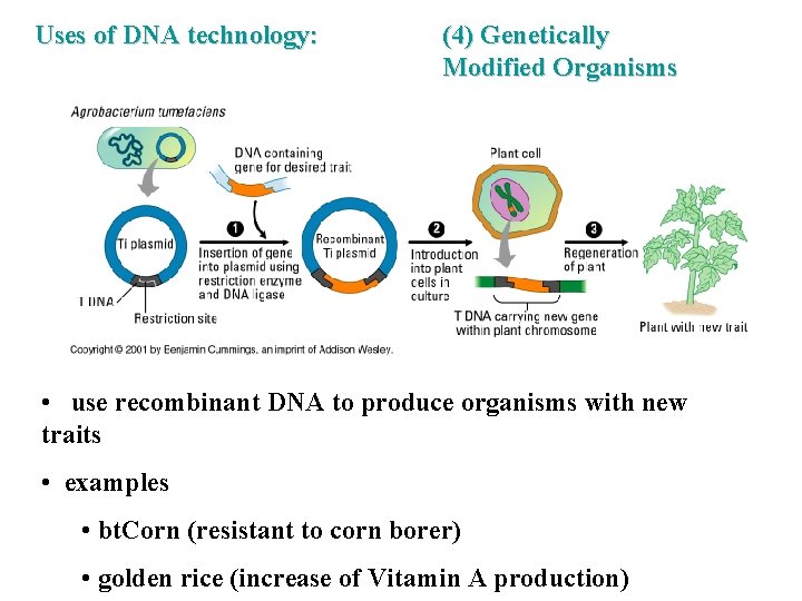 Uses of DNA technology: (4) Genetically Modified Organisms • use recombinant DNA to produce