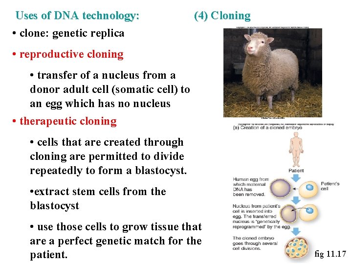 Uses of DNA technology: • clone: genetic replica (4) Cloning • reproductive cloning • Uses of DNA technology: • clone: genetic replica (4) Cloning • reproductive cloning •