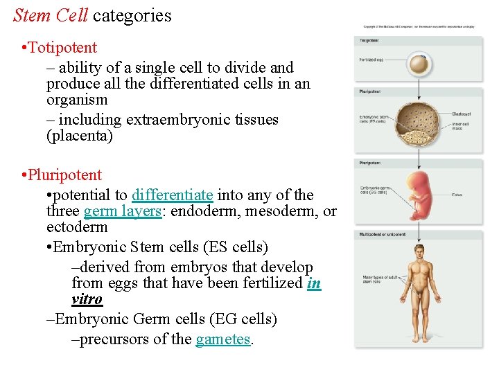 Stem Cell categories • Totipotent – ability of a single cell to divide and