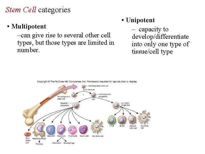 Stem Cell categories • Multipotent –can give rise to several other cell types, but