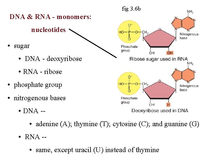 fig 3. 6 b DNA & RNA - monomers: nucleotides • sugar • DNA fig 3. 6 b DNA & RNA - monomers: nucleotides • sugar • DNA