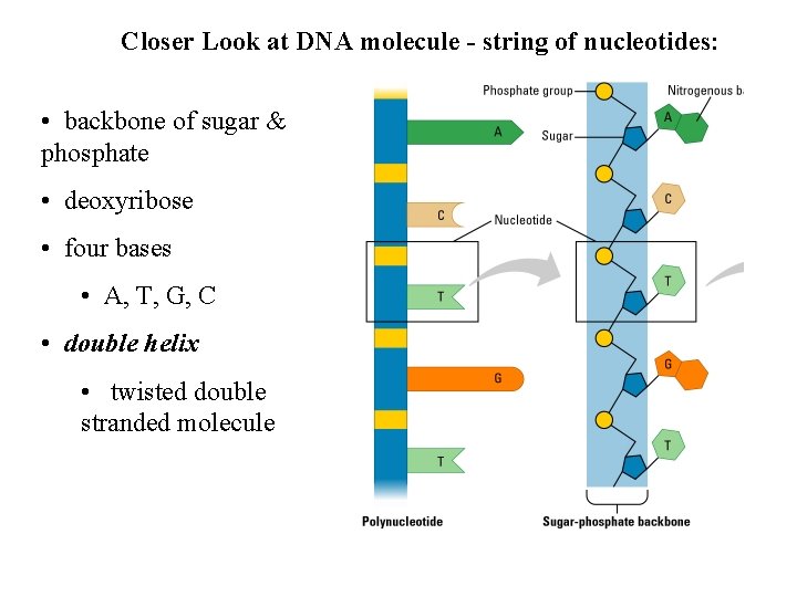 Closer Look at DNA molecule - string of nucleotides: • backbone of sugar & Closer Look at DNA molecule - string of nucleotides: • backbone of sugar &