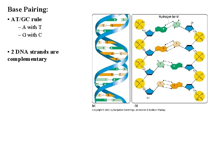 Base Pairing: • AT/GC rule – A with T – G with C • Base Pairing: • AT/GC rule – A with T – G with C •