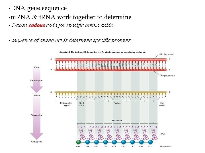  • DNA gene sequence • m. RNA & t. RNA work together to
