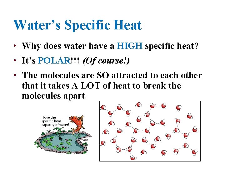 Water’s Specific Heat • Why does water have a HIGH specific heat? • It’s