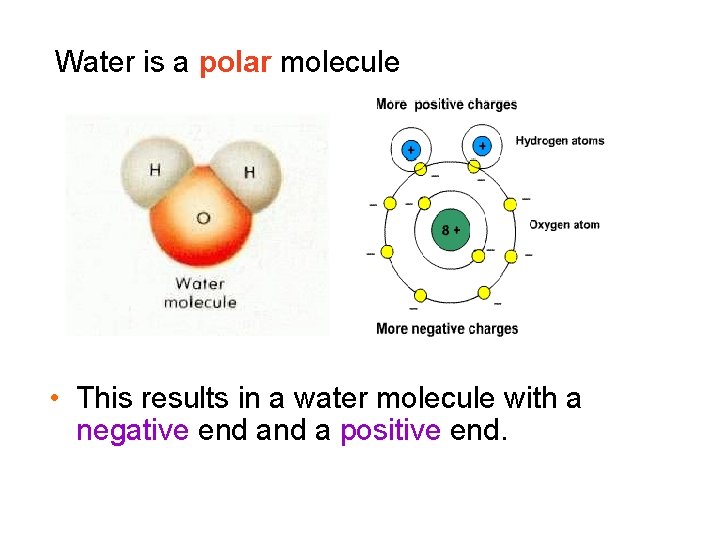 Water is a polar molecule • This results in a water molecule with a