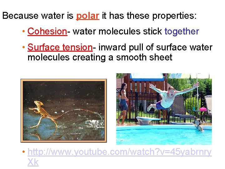 Because water is polar it has these properties: • Cohesion- water molecules stick together