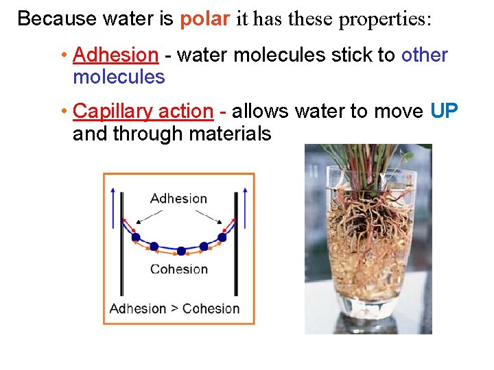 Because water is polar it has these properties: • Adhesion - water molecules stick