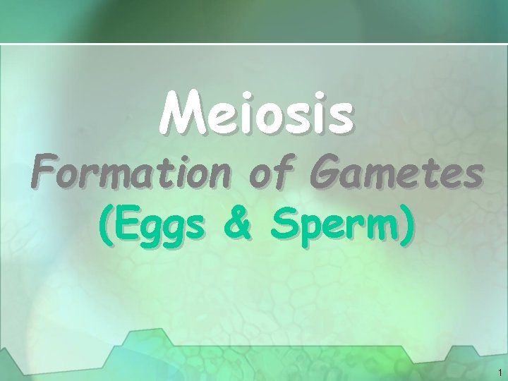 Meiosis Formation of Gametes (Eggs & Sperm) 1 