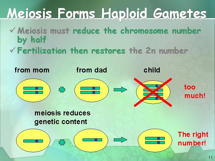 Meiosis Forms Haploid Gametes ü Meiosis must reduce the chromosome number by half ü