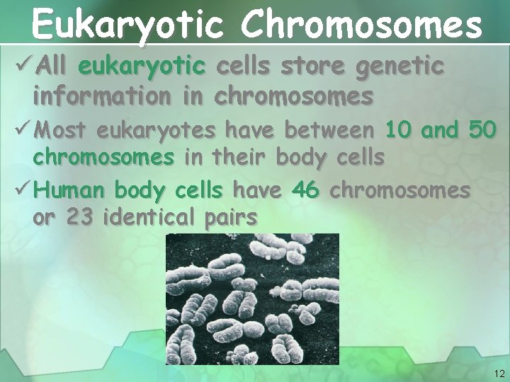 Eukaryotic Chromosomes üAll eukaryotic information in cells store genetic chromosomes ü Most eukaryotes have
