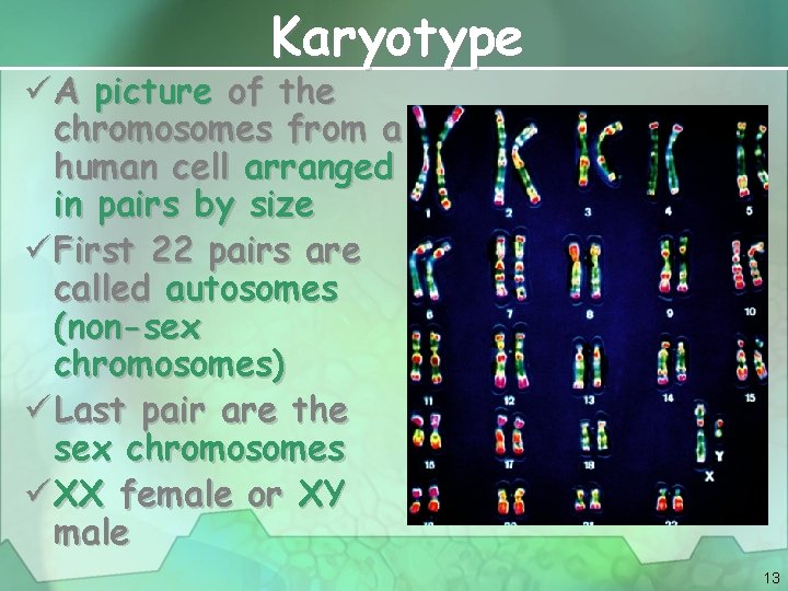 Karyotype ü A picture of the chromosomes from a human cell arranged in pairs