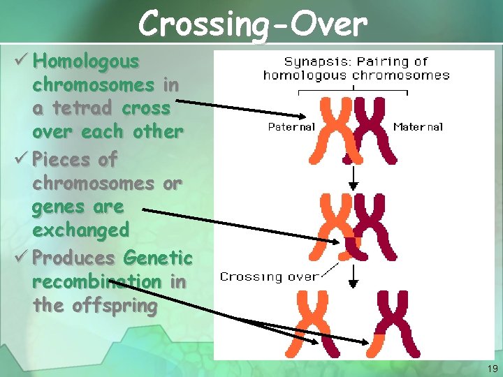 Crossing-Over ü Homologous chromosomes in a tetrad cross over each other ü Pieces of