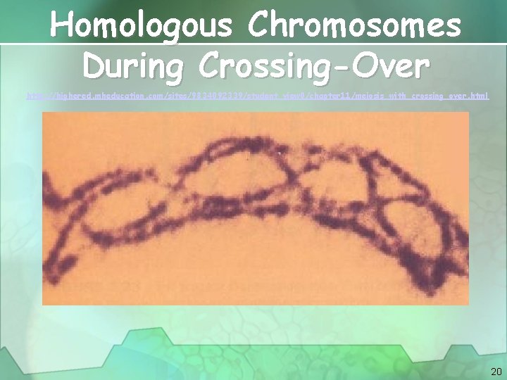 Homologous Chromosomes During Crossing-Over http: //highered. mheducation. com/sites/9834092339/student_view 0/chapter 11/meiosis_with_crossing_over. html 20 