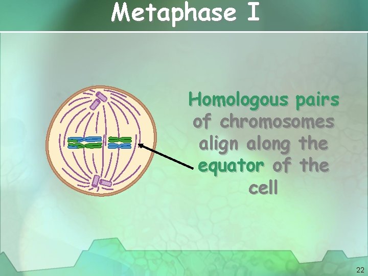 Metaphase I Homologous pairs of chromosomes align along the equator of the cell 22